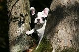 BOULEDOGUE FRANCAIS 1193